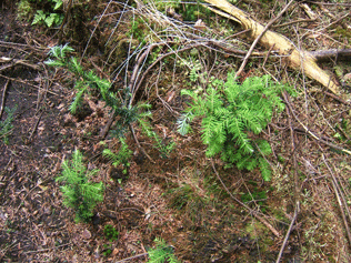 Tsuga heterophylla