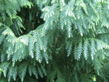 Taiwania cryptomerioides