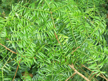 Taxus sumatrana