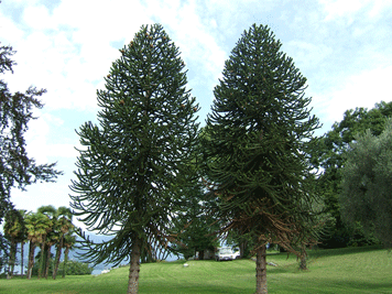 Araucaria araucana