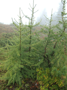 Larix decidua