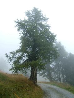 Larix decidua