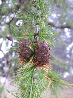 Larix decidua