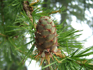 Larix decidua