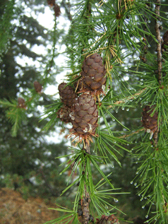 Larix decidua