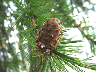 Larix decidua