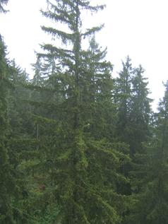 Picea abies