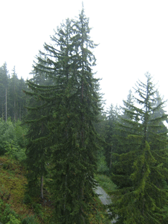 Picea abies