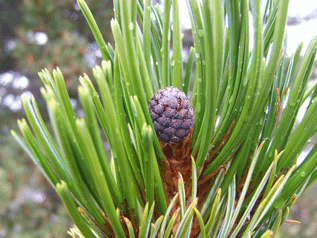 Pinus cembra