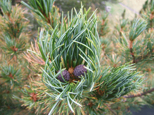 Pinus cembra