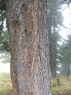 Pinus cembra