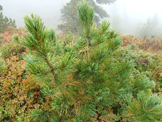 Pinus cembra