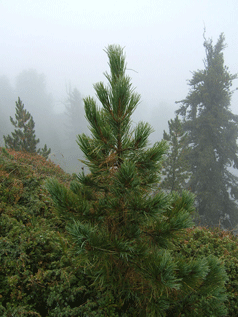 Pinus cembra