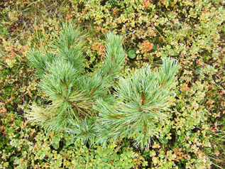 Pinus cembra