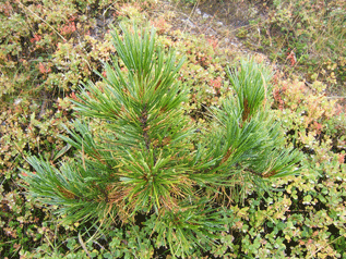 Pinus cembra