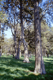 Juniperus thurifera