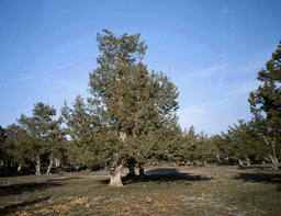 Juniperus thurifera