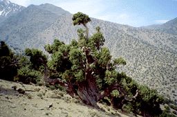 Juniperus thurifera