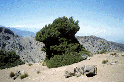 Juniperus thurifera