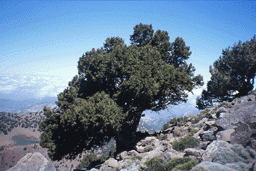 Juniperus thurifera