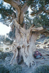 Juniperus thurifera