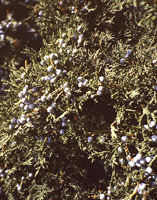 Juniperus thurifera