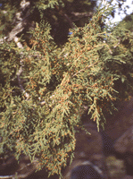Juniperus thurifera