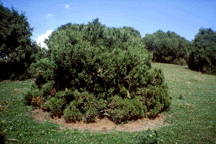 Juniperus sp.