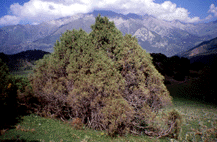 Juniperus sp.