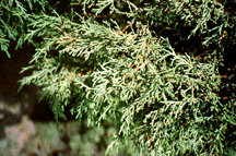 Juniperus semiglobosa