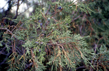 Juniperus semiglobosa