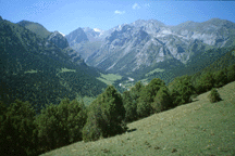Juniperus turkestanica and semiglobosa