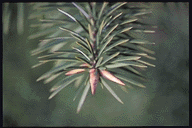 Abies bracteata