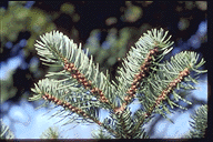 Abies cephalonica