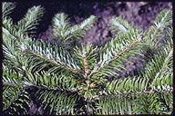 Abies pindrow