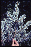 Abies amabilis