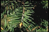 Abies bracteata - © Alfred Brousseau