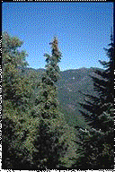 Abies bracteata - © Alfred Brousseau