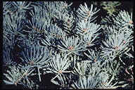 Abies concolor