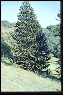 Araucaria araucana