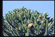 Araucaria araucana
