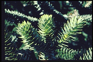 Araucaria araucana