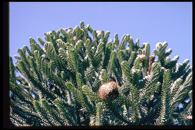 Araucaria araucana