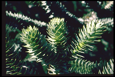 Araucaria araucana