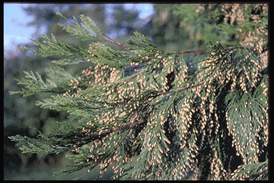 Calocedrus decurrens