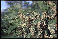 Calocedrus decurrens