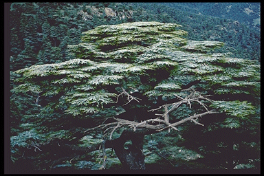 Cedrus atlantica