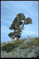 Cupressus macnabiana - © Alfred Brousseau