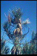 Pinus attenuata - © Alfred Brousseau
