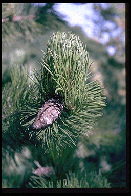 Pinus leucodermis